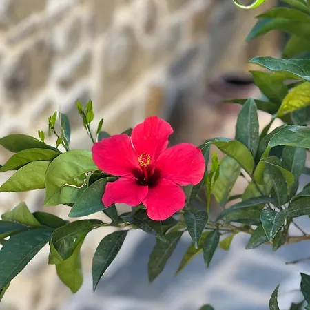 Lilly Casa vacanze